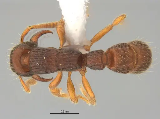 Gnamptogenys continua specimen