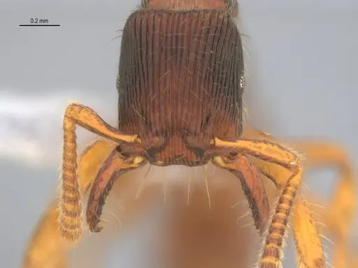 Gnamptogenys continua specimen