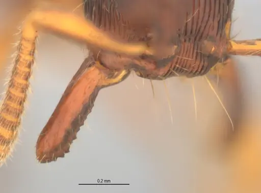 Gnamptogenys continua specimen