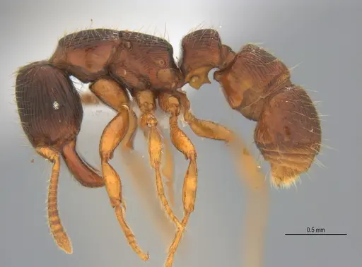 Gnamptogenys continua - ANTWEB1047079