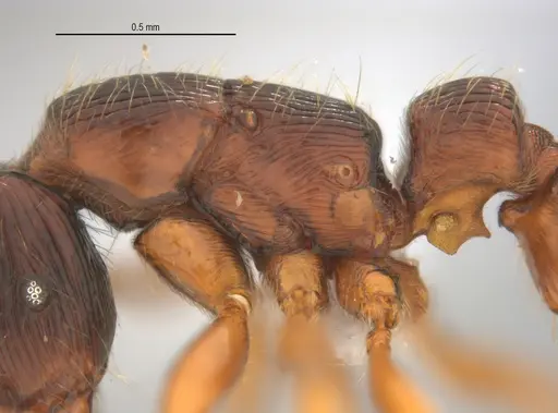 Gnamptogenys continua - ANTWEB1047079