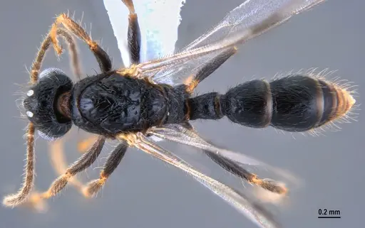 Gnamptogenys continua - ANTWEB1047537