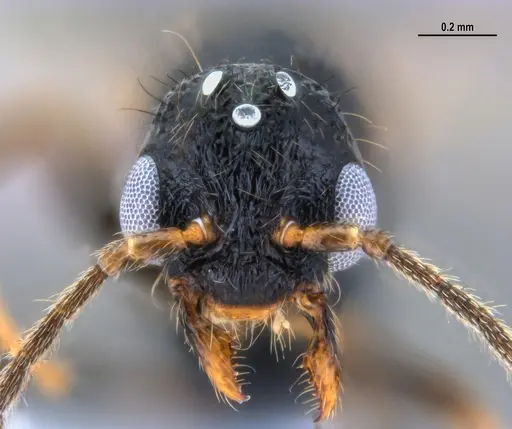 Gnamptogenys continua - ANTWEB1047537