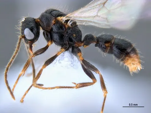 Gnamptogenys continua - ANTWEB1047537