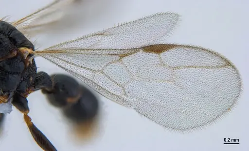 Gnamptogenys continua - ANTWEB1047537