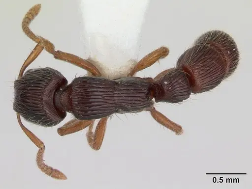 Gnamptogenys continua - CASENT0173383