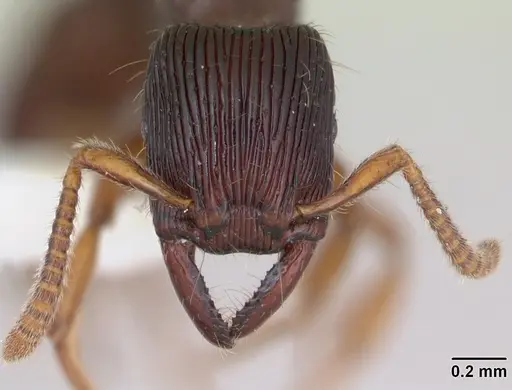 Gnamptogenys continua - CASENT0173383