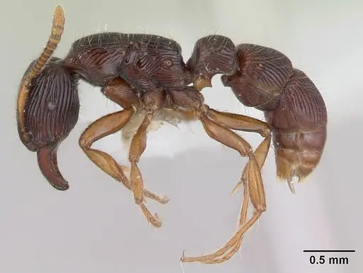 Gnamptogenys continua - CASENT0173383