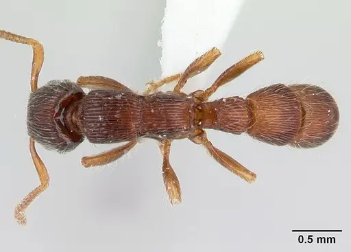 Gnamptogenys continua - CASENT0178676