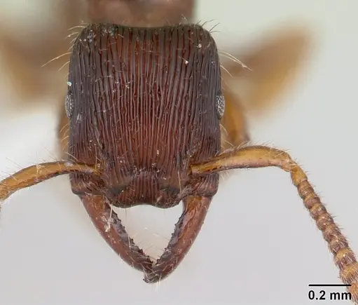 Gnamptogenys continua - CASENT0178676