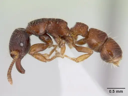 Gnamptogenys continua - CASENT0178676