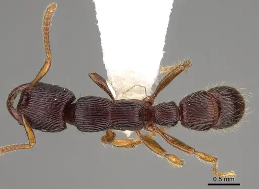 Gnamptogenys continua - CASENT0281516