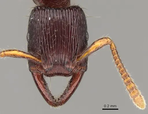 Gnamptogenys continua - CASENT0281516