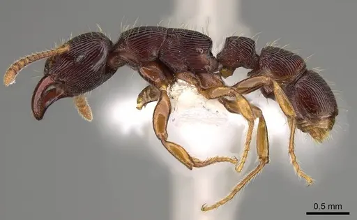 Gnamptogenys continua - CASENT0281516