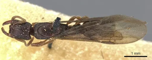 Gnamptogenys continua - CASENT0903847