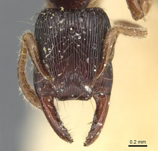 Gnamptogenys continua - CASENT0903847