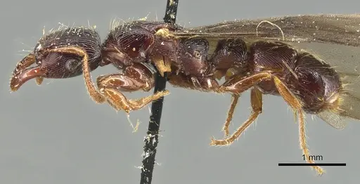 Gnamptogenys continua - CASENT0903847