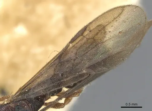 Gnamptogenys continua - CASENT0903847