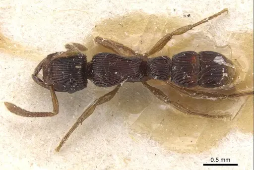 Gnamptogenys continua - CASENT0915113