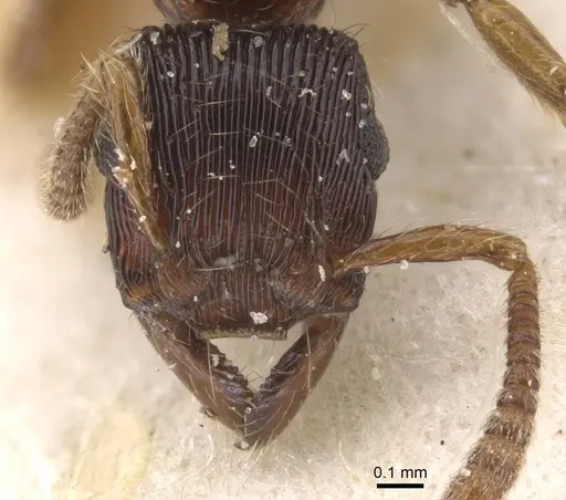 Gnamptogenys continua - CASENT0915113