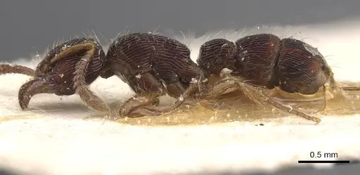 Gnamptogenys continua - CASENT0915113