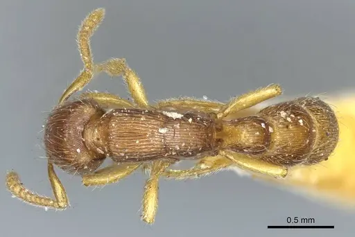 Gnamptogenys continua - CASENT0915910