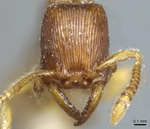 Gnamptogenys continua - CASENT0915910