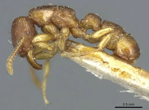 Gnamptogenys continua - CASENT0915910