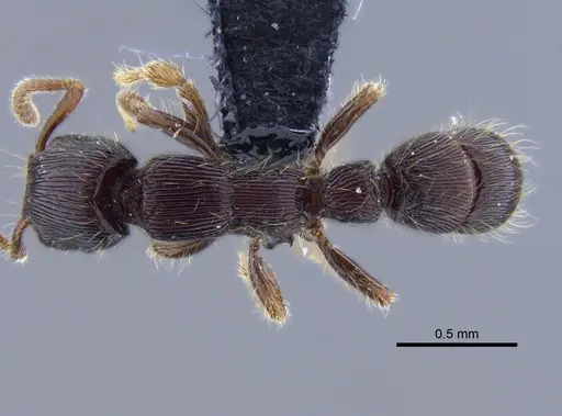 Gnamptogenys continua - CBUMAGENT41756