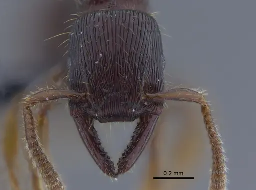 Gnamptogenys continua - CBUMAGENT41756