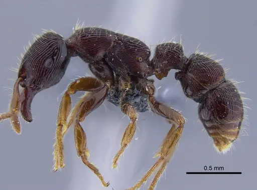 Gnamptogenys continua - CBUMAGENT41756