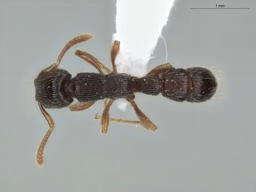 Gnamptogenys continua - ECOFOG-GAL18-0226-24