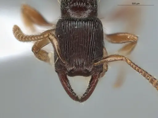 Gnamptogenys continua - ECOFOG-GAL18-0226-24