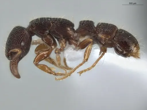 Gnamptogenys continua - ECOFOG-GAL18-0226-24