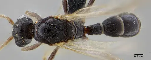 Gnamptogenys continua - UFV-LABECOL-005686