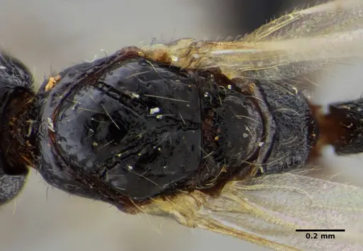 Gnamptogenys continua - UFV-LABECOL-005686