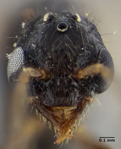 Gnamptogenys continua - UFV-LABECOL-005686