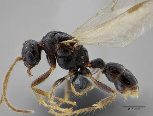 Gnamptogenys continua - UFV-LABECOL-005686