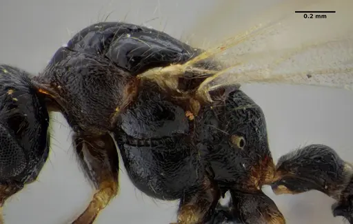 Gnamptogenys continua - UFV-LABECOL-005686