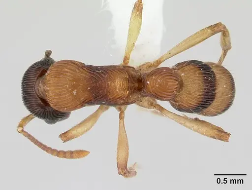 Gnamptogenys ericae specimen