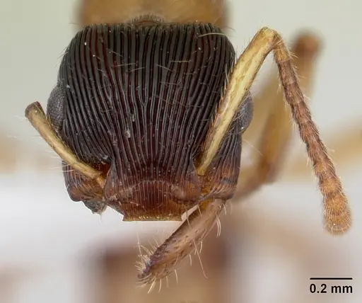 Gnamptogenys ericae specimen