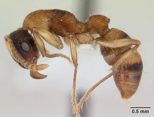 Gnamptogenys ericae specimen