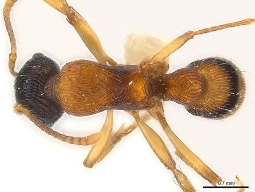 Gnamptogenys ericae - CASENT0179998