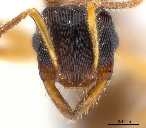 Gnamptogenys ericae - CASENT0179998