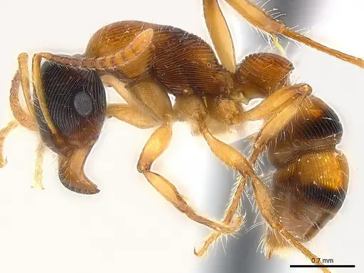 Gnamptogenys ericae - CASENT0179998