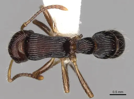 Gnamptogenys ericae - CASENT0281523