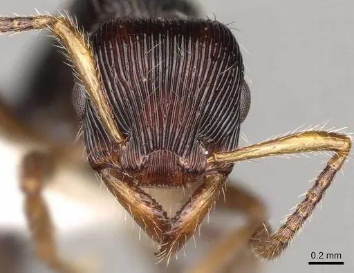 Gnamptogenys ericae - CASENT0281523