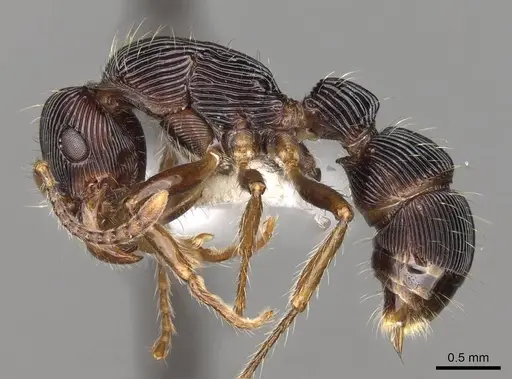 Gnamptogenys ericae - CASENT0281523