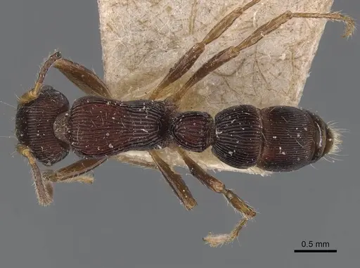 Gnamptogenys ericae - CASENT0907191