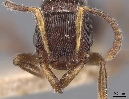 Gnamptogenys ericae - CASENT0907191